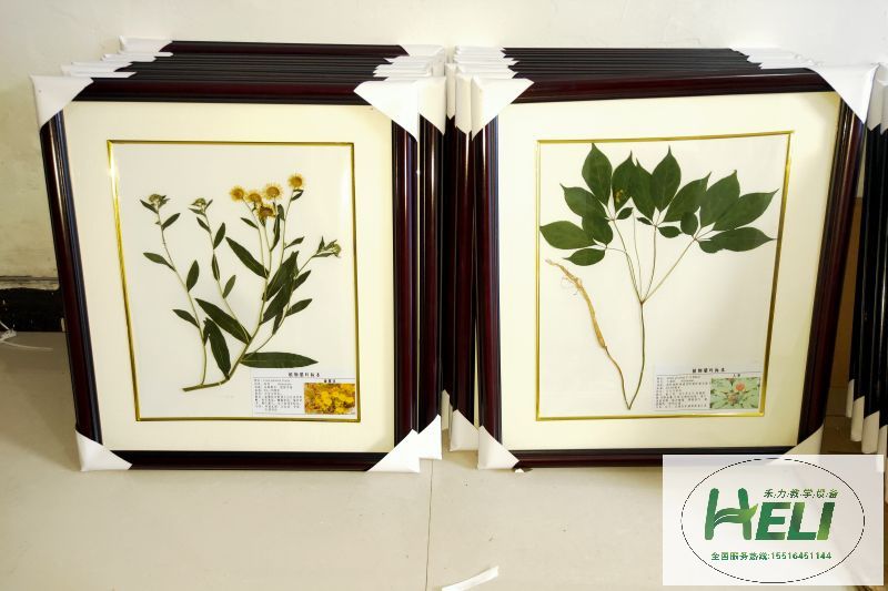 植物臘葉標本旋覆花 人參